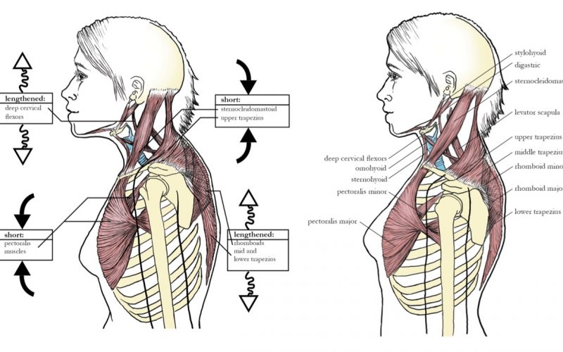 Sandy Escobar, Anatomical Illustrations | Claudia Friedlander | "Complete Vocal Fitness"